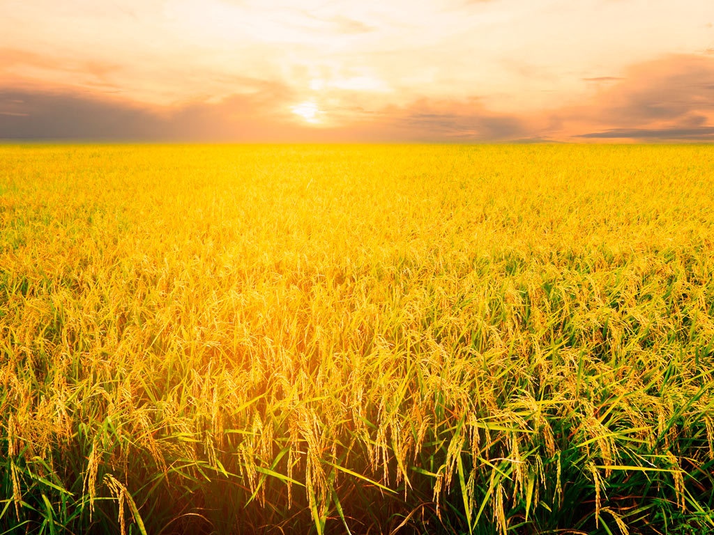 Plantação de Arroz: 10 dicas para obter mais produtividade