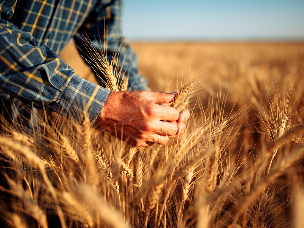 Trigo: Entenda seu cultivo e a importância da gestão agrícola