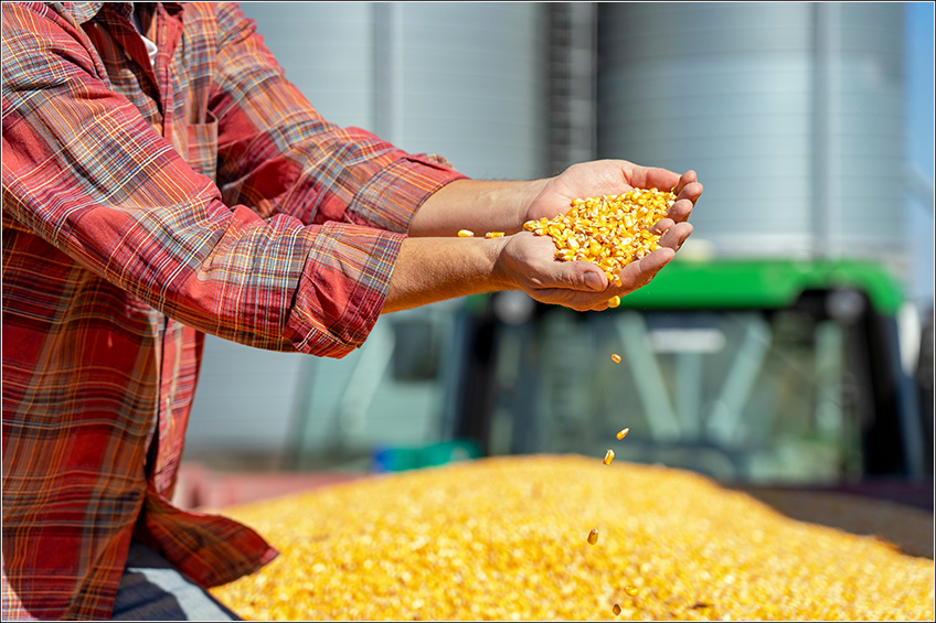 Armazenagem de Milho em Silos