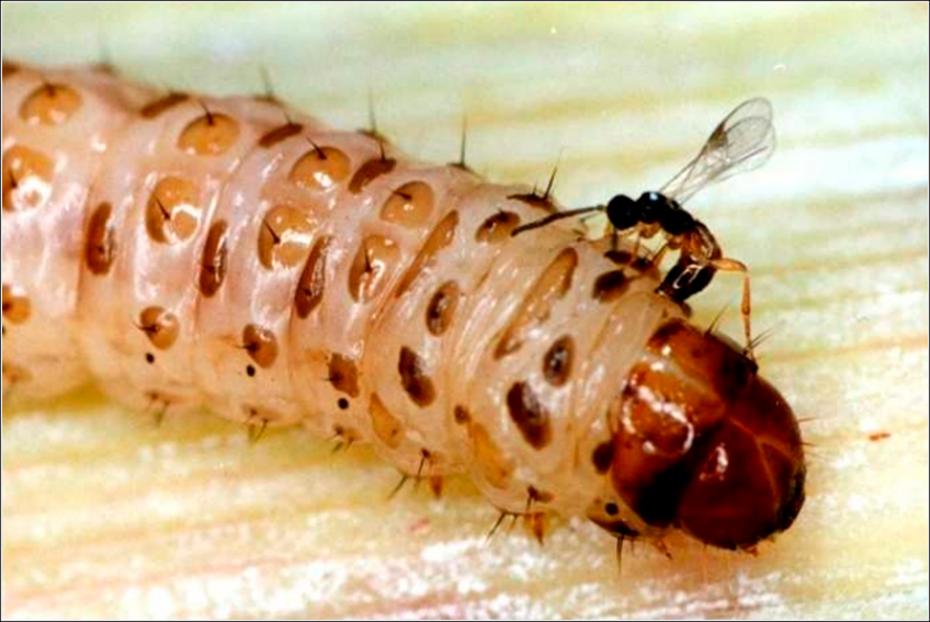Cotesia Flavipes