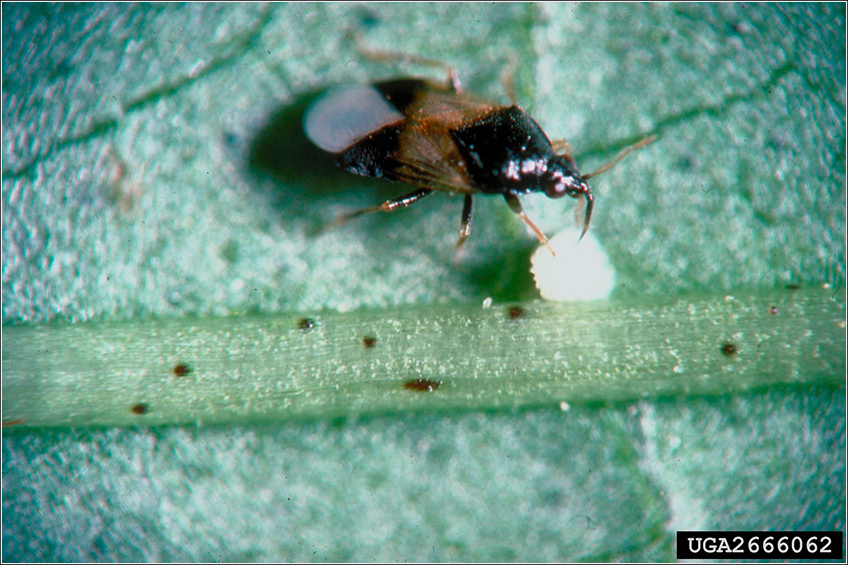 Orius insidiosus
