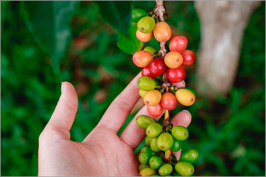 Planta do Café