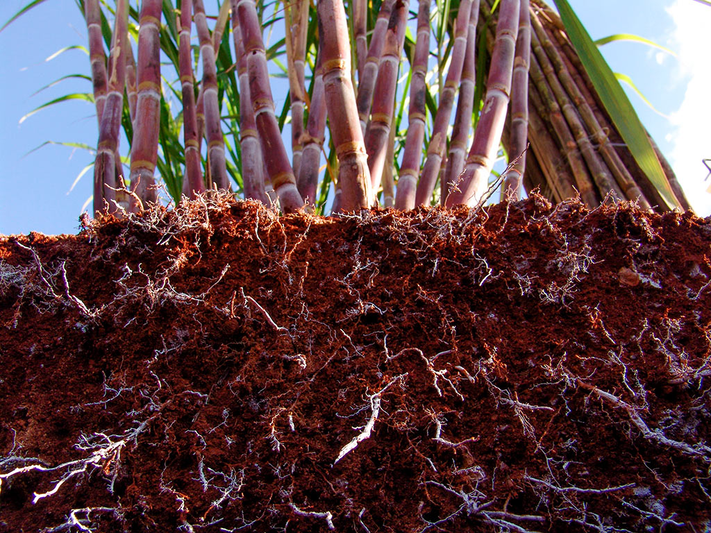 Solo na Cana-de-Açúcar Solo na Cana-de-Açúcar
